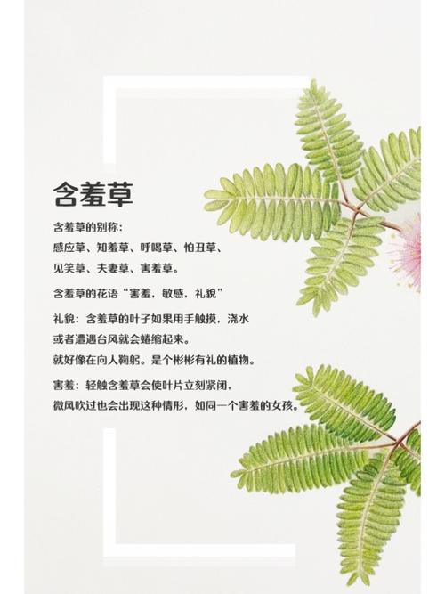 老司机影院懂视频在线观看的相关介绍
